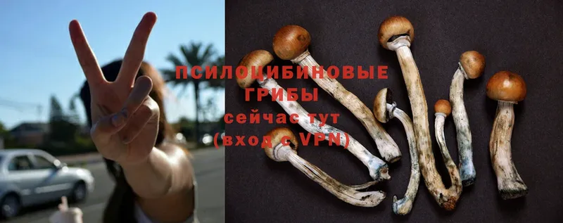 Псилоцибиновые грибы Magic Shrooms  хочу наркоту  Александровск 